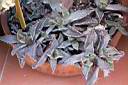 FAUCARIA TIGRINA.jpg